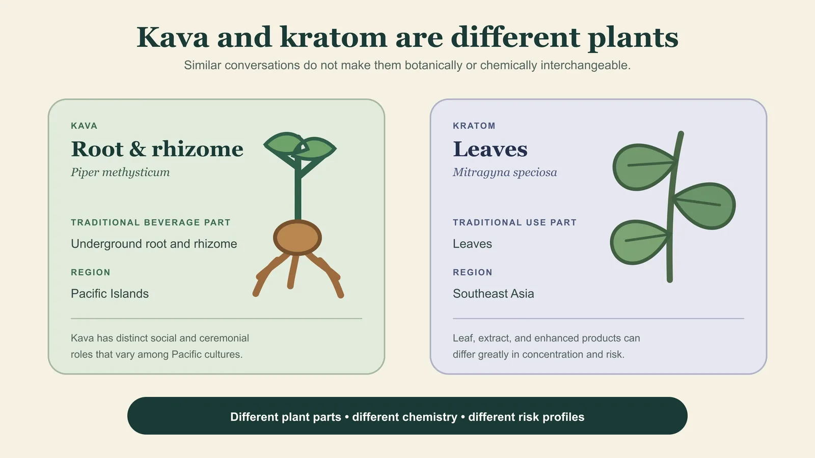 Side-by-side comparison of kava root and rhizome with kratom leaves.
